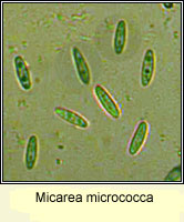 Micarea micrococca