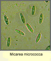 Micarea micrococca