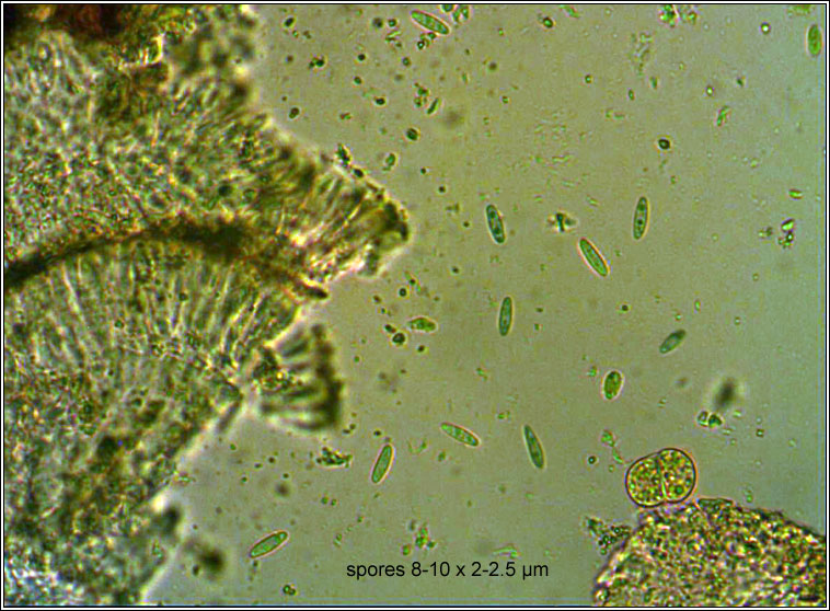 Micarea micrococca