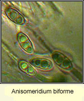 Anisomeridium biforme, spores