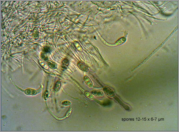 Anisomeridium biforme