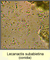 Lecanactis subabietina