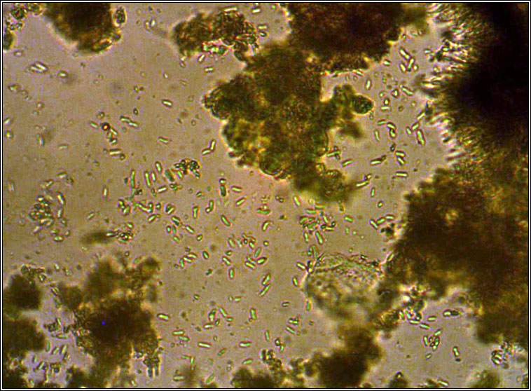 Lecanactis subabietina, conidia