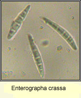 Enterographa crassa