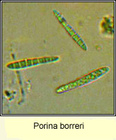 Porina borreri