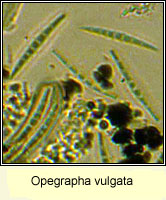 Opegrapha vulgata