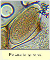 Pertusaria hymenea