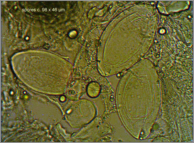 Pertusaria hymenea