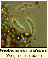 Pseudoschismatomma rufescens (Opegrapha rufescens)