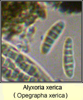 Alyxoria xerica (Opegrapha xerica)