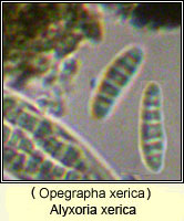 Alyxoria xerica (Opegrapha xerica)