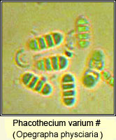 Opegrapha physciaria