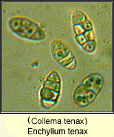 Enchylium tenax (Collema tenax)