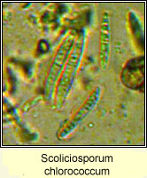 Scoliciosporum chlorococcum