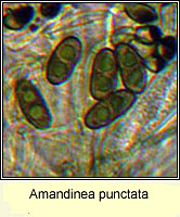 Amandinea punctata, spores