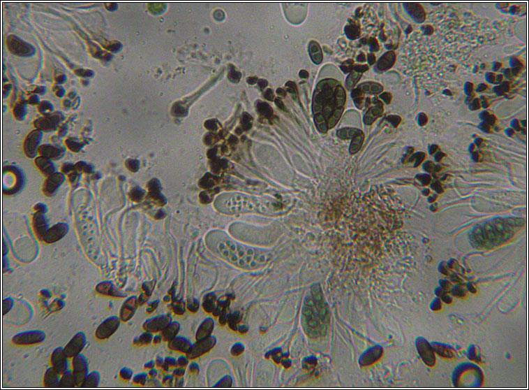 Amandinea punctata