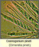 Coenogonium pineti (Dimerella pineti)