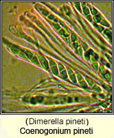 Coenogonium pineti (Dimerella pineti)