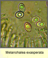 Melanohalea exasperata