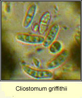 Cliostomum griffithii