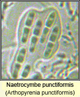 Naetrocymbe punctiformis (Arthopyrenia punctiformis)