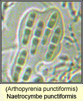 Naetrocymbe punctiformis (Arthopyrenia punctiformis)