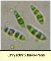 Chrysothrix flavovirens