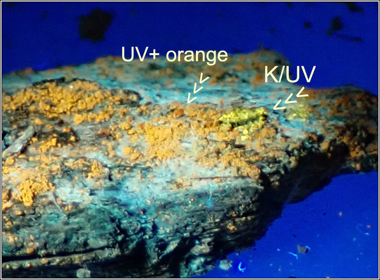 Chrysothrix flavovirens, UV reactio