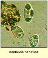 Xanthoria parietina