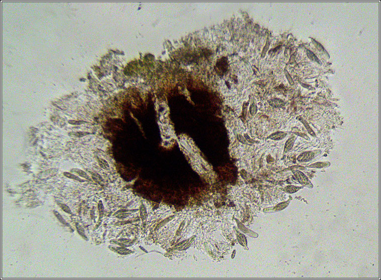 Mycoporum antecellens, spores