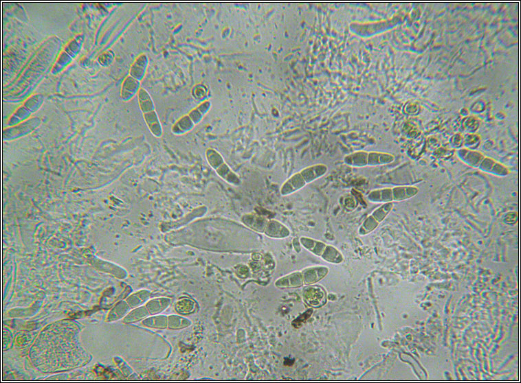 Mycoporum antecellens, spores