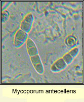 Mycoporum antecellens