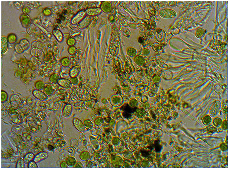 XXanthoria parietina