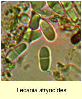 Lecania atrynoides