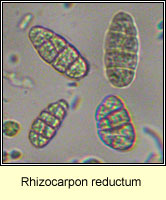 Rhizocarpon reductum