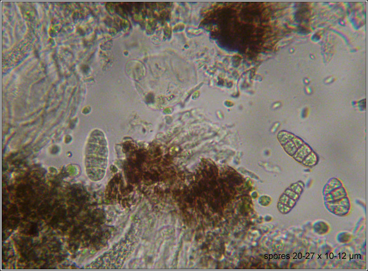 Rhizocarpon reductum