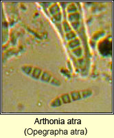 Arthonia atra (Opegrapha atra)