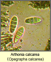 Arthonia calcarea (Opegrapha calcarea)