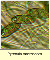 Pyrenula macrospora