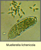 Muellerella lichenicola, spores