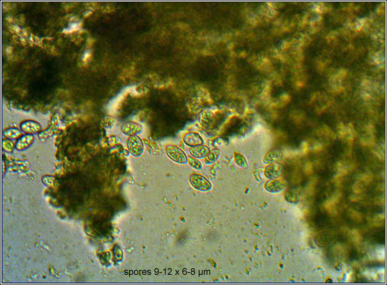 Lecanora conizaeoides, spores