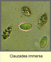 Clauzadea immersa