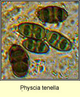 Physcia tenella