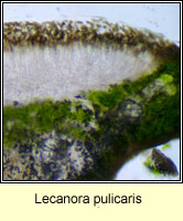 Lecanora pulicaris