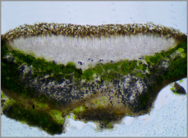 Lecanora pulicaris