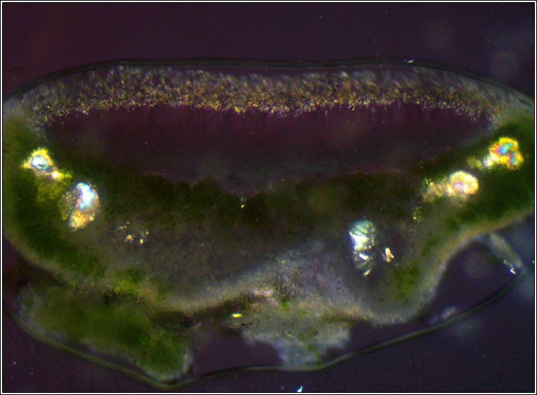 Lecanora pulicaris