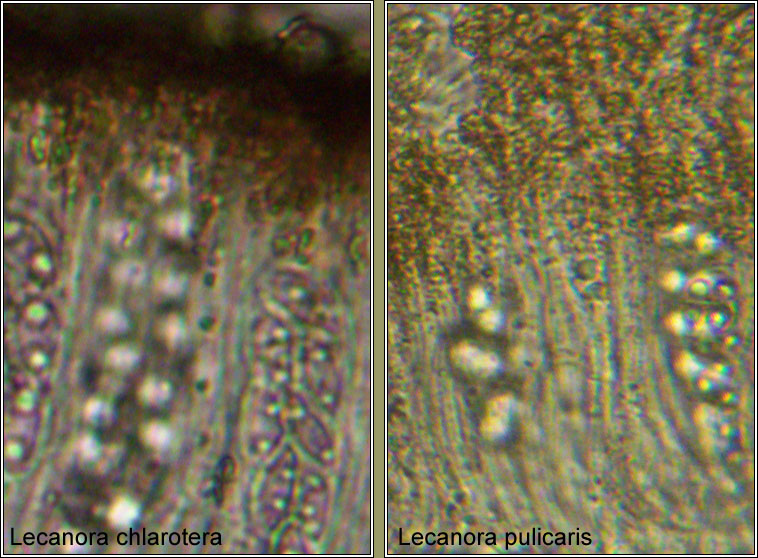 Lecanora pulicaris