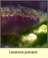 Lecanora pulicaris