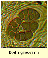 Buellia griseovirens