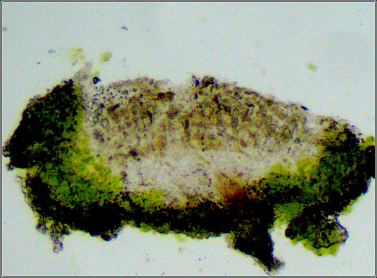 Myriolecis dispersa, Lecanora dispersa